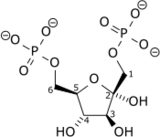 Fructose 1,6-diphosphate