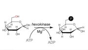 Synthese glucose-6-phosphate.png