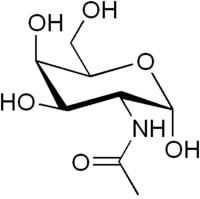 N-Acétylgalactosamine en configuration chaise