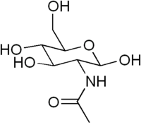 N-acétylglucosamine