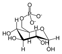 Glucose-6-phosphate