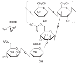 Gomme xanthane