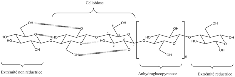 Structure de la cellulose