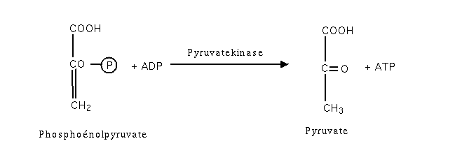 Glycolyse etape10.png