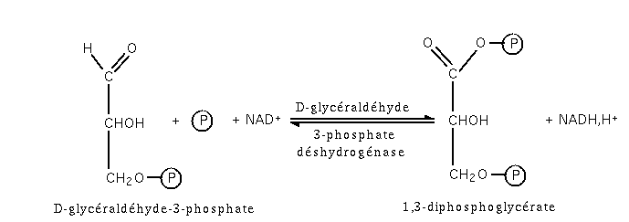 Glycolyse etape6.png