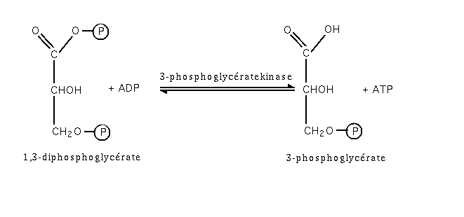 Glycolyse etape7.png