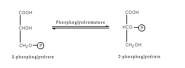 Glycolyse etape8.png